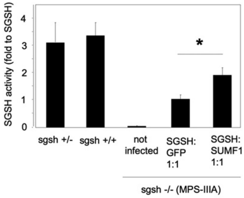 AAV-mediated transfer of SGSH with SUMF1 in MPSIIIA MEFs.jpg